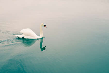 White Swan is swimming in the lake at a comfortable morning in sweet tone.