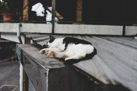 Sometimes I want to be a cat that has to go to sleep on the roof, not to disturb anyone to me.の写真素材
