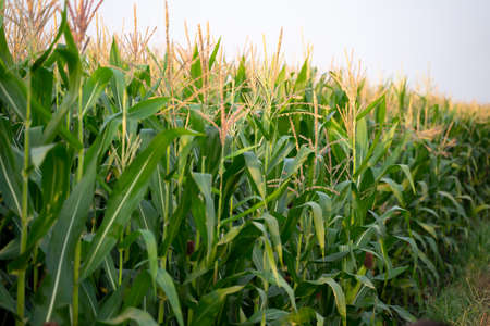 Corn fields in the fog fill the morning sky.