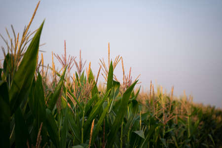Corn fields in the fog fill the morning sky.