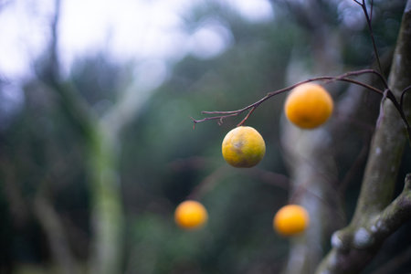 Unripe green tangerines hang on the tree in the orange orchard.の写真素材