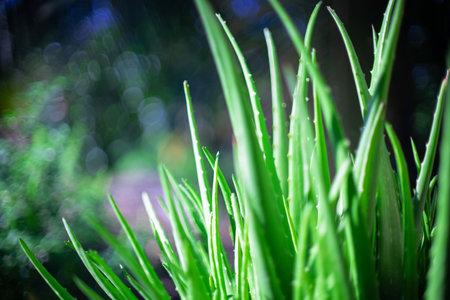 Two oranges cast on the ground were rotting in evening.の写真素材