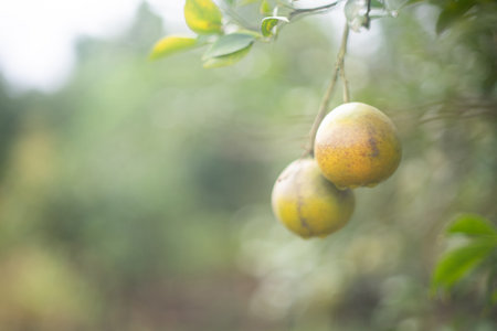 Two oranges cast on the ground were rotting in evening.の写真素材