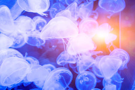 Many jellyfish swimming in the water and colorful lightsの写真素材