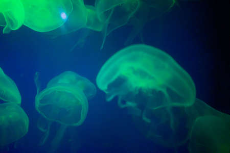 Many jellyfish swimming in the water and colorful lightsの写真素材