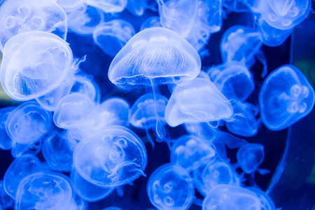 Many jellyfish swimming in the water and colorful lightsの写真素材