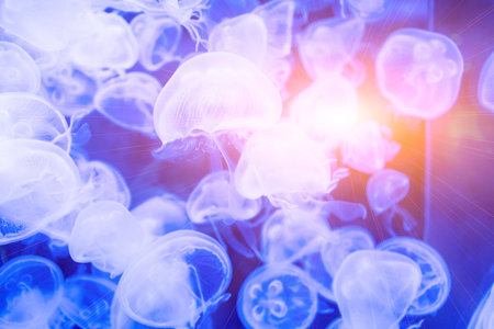 Many jellyfish swimming in the water and colorful lightsの写真素材