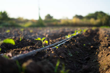 A farmer's field growing plants in the morning sunの写真素材