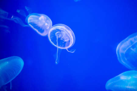 Many jellyfish swimming in the water and colorful lightsの写真素材