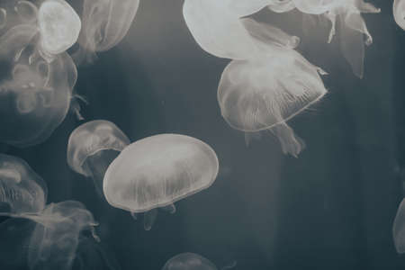 Many jellyfish swimming in the water and colorful lights