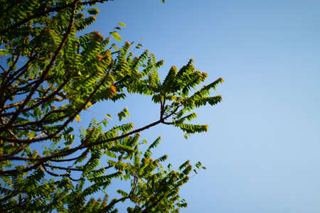gooseberry tree in the early morning in the clear sky.