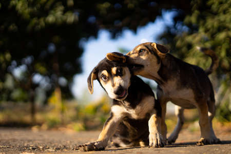 Two puppies are playing happily in the early morning hoursの写真素材