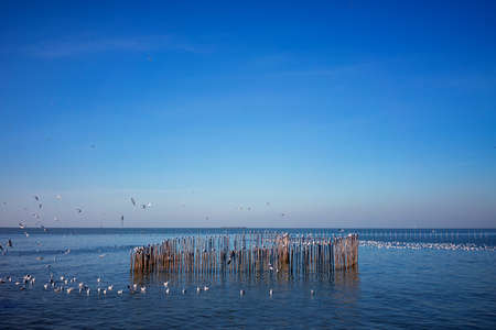 Seagulls swim in the sea in the morning.の写真素材