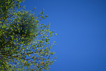 Green leaf branches on the background of the sky on a bright day.