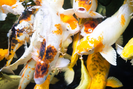 Golden yellow and white koi swim in the pond. beautiful fish and wealth.の写真素材