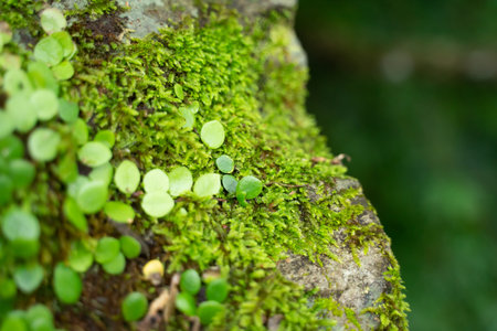 Green moss background and small leaves on natural growing rocks.の写真素材