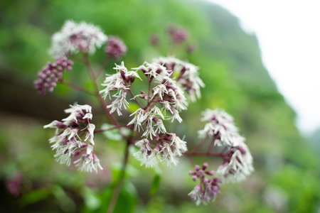 Naturally beautiful flowers bloom in the garden. Choose a focus point.の写真素材