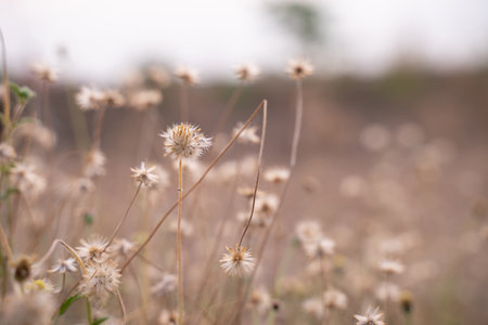 Grass field background, wild flowers with blurred background.の写真素材