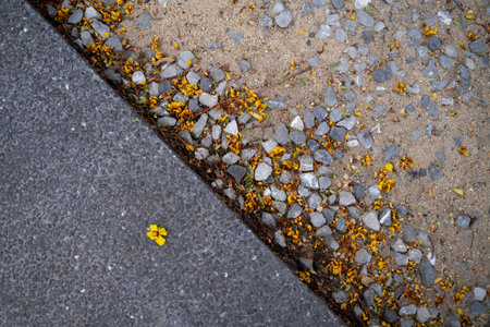 Concrete stone sidewalk with leaves, twigs and dried flowers on the side.の写真素材