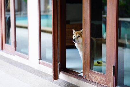 A brown dog stood there waiting hopefully for his master to return home.の写真素材