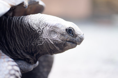 turtle close up A surface view of the turtle's neck and head protruding from its protective carapace.の写真素材
