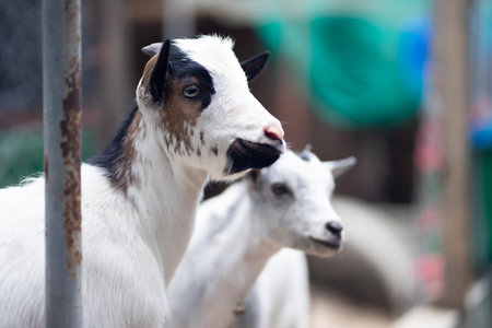 the goat looking blankly and looking at something on the other side.の写真素材