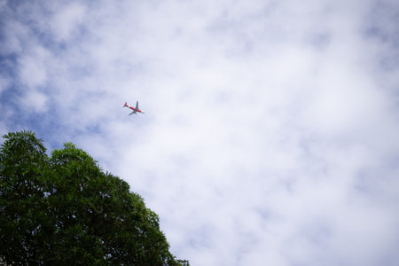 The clear sky saw the plane above the big tree.