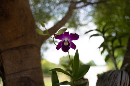 Purple Orchid Flower on Bokeh Light Background.の写真素材