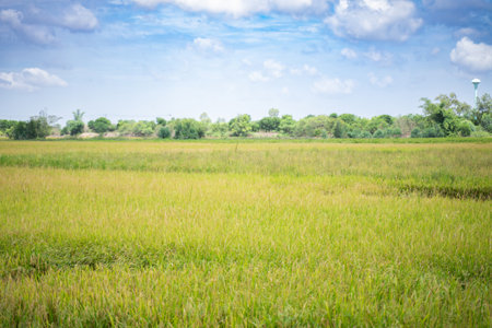 Scenery of green rice fields bright sky background.の写真素材