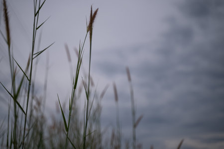 Grass flowers in nature, sky background at dusk , natural beauty.の写真素材