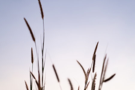 Morning grass flowers with soft sunlight, flowers in the countryside. Wild grass flowers with morning sunlight.の写真素材