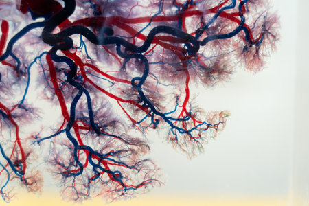 Capillary background, blood vessel, is a medical procedure used to visualize the circulatory system.