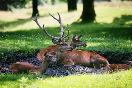 Three dears resting in a forestの写真素材