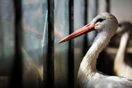 Close-up shot of a white storkの写真素材
