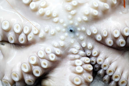 Close-up shot of an octopus displayed in a supermarketの写真素材