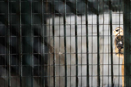 A lioness looks on from its enclosureの写真素材