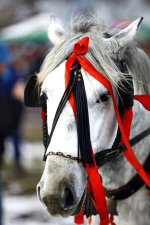 Color shot of a white horse decorated with red ribbons の写真素材