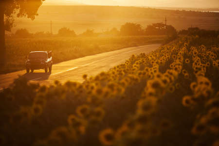 A car dreives down a road at sunset, by a sunflower field.の写真素材