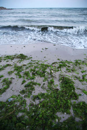 Color shot of some algae washed ashore by the sea wavesの写真素材