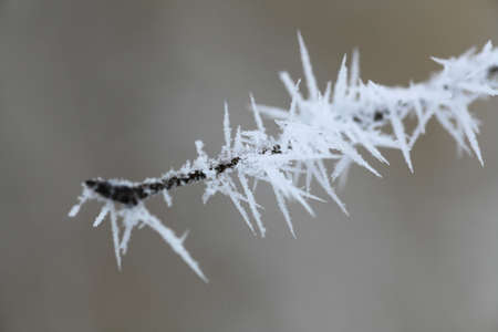 Close-up shot of a frozen tree branch
