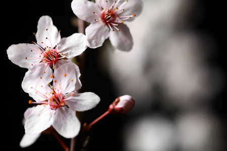 Some spring flowers on a tree branch, on a black background.