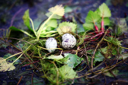 Color close up shot of a bird's nest with eggs built on water.の写真素材