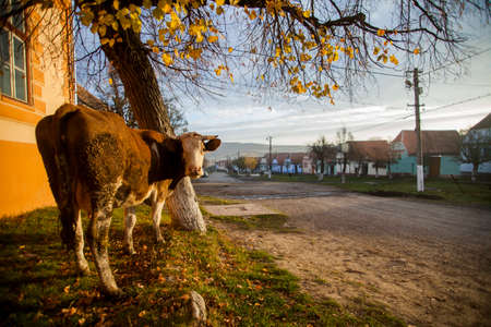 Color horizontal shot of a cow near a village road.の写真素材