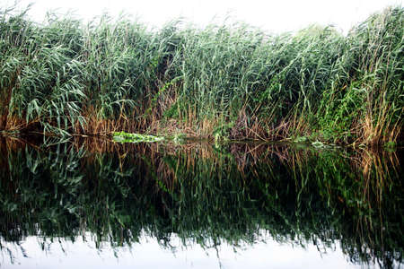 Color horizontal shot of some reed bushes on a river bed.の写真素材