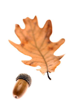 Studio shot of an acorn seed and a leaf, on white.の写真素材