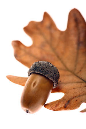 Studio shot of an acorn seed and a leaf, on white.