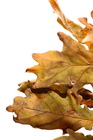 Studio shot of an acorn leaves, on white.