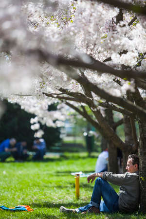 Bucharest, Romania - April 12, 2015: A man relaxes in a park, under some blooming trees, in Bucharest, Romania.のeditorial素材