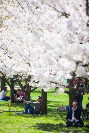 Bucharest, Romania - April 12, 2015: A man relaxes in a park, under some blooming trees, in Bucharest, Romania.のeditorial素材