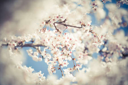 Color image of some spring flowers blooming in a tree.